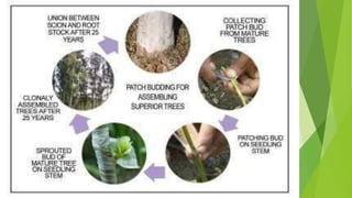 HORTICULTURE-AND-CROP-PRODUCTION-PRESENTATION.pptx