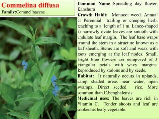 Common Name Spreading day flower,
Kanshura
Growth Habit: Monocot weed. Annual
or Perennial trailing or creeping herb,
reaching to a length of 1 m. Lance-shaped
to narrowly ovate leaves are smooth with
undulate leaf margin. The leaf base wraps
around the stem in a structure known as a
leaf sheath. Stems are soft and weak with
roots emerging at the leaf nodes. Small,
bright blue flowers are composed of 3
triangular petals with wavy margins.
Reproduced by stolons and by seeds.
Habitat: It naturally occurs in uplands,
damp shaded areas near water, open
swamps. Direct seeded rice. More
common than C.benghalensis.
Medicinal uses: The leaves are rich in
Vitamin C. Tender shoots and leaf are
cooked as leafy vegetable.
Commelina diffusa
Family:Commelinaceae
 