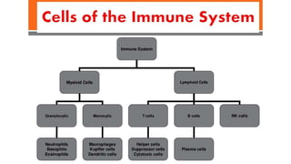 immune system..pptx