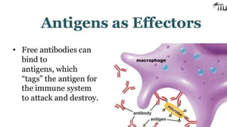 immune system..pptx