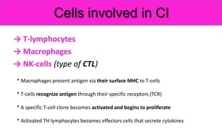 → T-lymphocytes
→ Macrophages
→ NK-cells (type of CTL)
Cells involved in CI
* Macrophages present antigen via their surface MHC to T-cells
* T-cells recognize antigen through their specific receptors (TCR)
* A specific T-cell clone becomes activated and begins to proliferate
* Activated TH lymphocytes becomes effectors cells that secrete cytokines
 