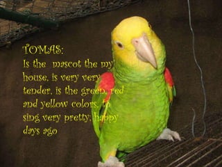 TOMAS: Is the  mascot the my house, is very very tender, is the green, red and yellow colors, to sing very pretty; happy  days ago 