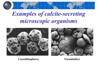 Examples of calcite-secreting
  microscopic organisms




  Coccolithophores   Foraminifers
 