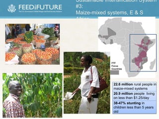 Sustainable Intensification System
#3:
Maize-mixed systems, E & S
Africa
FTF
Focus
Countries
22.6 million rural people in
maize-mixed systems
20.9 million people living
on less than $1.25/day
38-47% stunting in
children less than 5 years
old
 