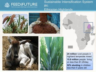 11
Sustainable Intensification System
#4:
Ethiopian Highlands
FTF Focus
Countries
24 million rural people in
highland temperate mixed
15.9 million people living
on less than $1.25/day
52% stunting in children
less than 5 years old
 