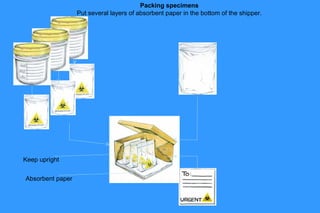 Packing specimens
Put several layers of absorbent paper in the bottom of the shipper.

Keep upright
Absorbent paper

 