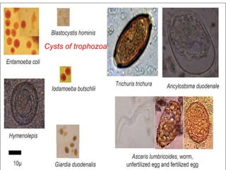 20-06-2015 8
Cysts of trophozoa
 