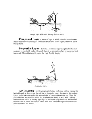 Simple layer with stake holding shoot in place
Compound Layer - A type of layer in which entire horizontal shoots
are covered in media causing the formation of numerous rooted layers per branch rather
than just one.
Serpentine Layer - Just like a compound layer except that individual
nodes are covered with media. Generally there is an alternation where every second node
is covered. Most effective with plants that yield flexible shoots.
Serpentine Layer
Air Layering - Air layering is a technique performed without placing the
layered branch or shoot below the soil line of the mother plant. The stem is first girdled.
Proper girdle is key to causing the accumulation of carbohydrates at the cut. Then, the
girdled section is wrapped in media like peat moss that is easy to work with. Adding
hormone to the media or directly applying it to the stem is very beneficial. The media is
then enclosed in plastic and tied off. Once roots have formed the layer can be removed
from the mother and planted.
 