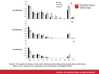a) 
SCHOOL OF AGRICULTURAL & WINE SCIENCES 
1.4 
1.2 
1 
0.8 
0.6 
0.4 
0.2 
0 
Dry Weight (g) 
Yagan 
Hamelin 
Baudin 
b) 
1.4 
1.2 
1 
0.8 
0.6 
0.4 
0.2 
0 
Dry Weight (g) 
c) 
1.4 
1.2 
1 
0.8 
0.6 
0.4 
0.2 
0 
MS T1 T2 T3 T4 T5 T6 T7 T8 ST TT 
Dry Weight (g) 
Figure 6. Dry weights at 62 days of main stem, individual primary tillers, all secondary tiller and all tertiary 
tillers, at: (a) 1 plant/pot, (b) 3 plants/pot and (c) 5 plants/pot. (O’Callaghan 2006) 
 