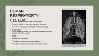 HUMAN
RESPIRATORTY
SYSTEM
• Oxygen is taken into the body through nose.
• The air is filtered by fine hairs present in the nose.
• From nose the air passed through the throat to lungs.
 In the Lungs:
The air passage divides into smaller and smaller tubes and
finally reach in the alveoli.
 Alveoli
• Balloon- like structures
• Provides a surface for exchange of gases.
• The walls of the alveoli connects with blood vessels.
 