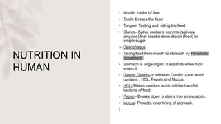 NUTRITION IN
HUMAN
• Mouth- Intake of food
• Teeth- Breaks the food
• Tongue- Tasting and rolling the food
• Glands- Saliva contains enzyme (salivary
amylase) that breaks down starch (food) to
simple sugar.
 Oesophagus
• Taking food from mouth to stomach by Peristaltic
movement.
• Stomach is large organ, it expands when food
enters it.
• Gastric Glands- It releases Gastric Juice which
contains ; HCL, Pepsin and Mucus.
• HCL- Makes medium acidic kill the harmful
bacteria of food.
• Pepsin- Breaks down proteins into amino acids.
• Mucus- Protects inner lining of stomach.
 