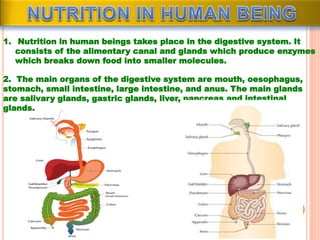 1. Nutrition in human beings takes place in the digestive system. It
consists of the alimentary canal and glands which produce enzymes
which breaks down food into smaller molecules.
2. The main organs of the digestive system are mouth, oesophagus,
stomach, small intestine, large intestine, and anus. The main glands
are salivary glands, gastric glands, liver, pancreas and intestinal
glands.
 