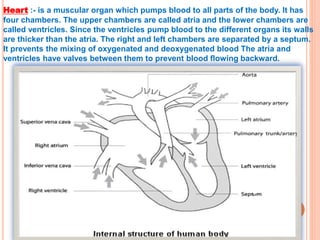 Heart :- is a muscular organ which pumps blood to all parts of the body. It has
four chambers. The upper chambers are called atria and the lower chambers are
called ventricles. Since the ventricles pump blood to the different organs its walls
are thicker than the atria. The right and left chambers are separated by a septum.
It prevents the mixing of oxygenated and deoxygenated blood The atria and
ventricles have valves between them to prevent blood flowing backward.
 