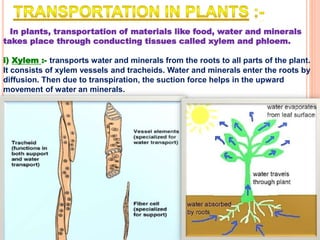 In plants, transportation of materials like food, water and minerals
takes place through conducting tissues called xylem and phloem.
i) Xylem :- transports water and minerals from the roots to all parts of the plant.
It consists of xylem vessels and tracheids. Water and minerals enter the roots by
diffusion. Then due to transpiration, the suction force helps in the upward
movement of water an minerals.
 