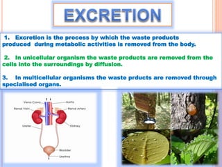 1. Excretion is the process by which the waste products
produced during metabolic activities is removed from the body.
2. In unicellular organism the waste products are removed from the
cells into the surroundings by diffusion.
3. In multicellular organisms the waste prducts are removed through
specialised organs.
 