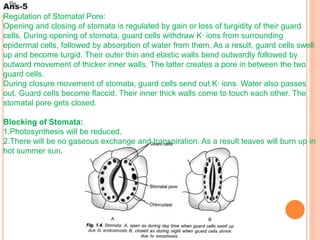 Re
Ans-5
Regulation of Stomatal Pore:
Opening and closing of stomata is regulated by gain or loss of turgidity of their guard
cells. During opening of stomata, guard cells withdraw K+ ions from surrounding
epidermal cells, followed by absorption of water from them. As a result, guard cells swell
up and become turgid. Their outer thin and elastic walls bend outwardly followed by
outward movement of thicker inner walls. The latter creates a pore in between the two
guard cells.
During closure movement of stomata, guard cells send out K+ ions. Water also passes
out. Guard cells become flaccid. Their inner thick walls come to touch each other. The
stomatal pore gets closed.
Blocking of Stomata:
1.Photosynthesis will be reduced,
2.There will be no gaseous exchange and transpiration. As a result leaves will burn up in
hot summer sun.
 