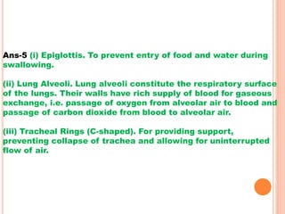 Ans-5 (i) Epiglottis. To prevent entry of food and water during
swallowing.
(ii) Lung Alveoli. Lung alveoli constitute the respiratory surface
of the lungs. Their walls have rich supply of blood for gaseous
exchange, i.e. passage of oxygen from alveolar air to blood and
passage of carbon dioxide from blood to alveolar air.
(iii) Tracheal Rings (C-shaped). For providing support,
preventing collapse of trachea and allowing for uninterrupted
flow of air.
 