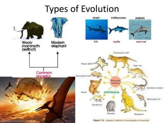 Types of Evolution
 