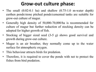 Grow-out culture phase:
• The small (0.02-0.1 ha) and shallow (0.75-1.0 m-water depth)
earthen ponds/stone pitched ponds/cemented tanks are suitable for
grow-out culture of magur.
• Generally high density of 50,000-70,000/ha is recommended for
culture of magur but further reduction of stocking density can be
adopted for higher growth of fish.
• Stocking of bigger sized seed (3-5 g) shows good survival and
growth during grow-out culture.
• Magur is an air breather, they normally come up to the water
surface for atmospheric oxygen.
• This behaviour attracts birds for predation.
• Therefore, it is required to cover the ponds with net to protect the
fishes from bird predation.
 