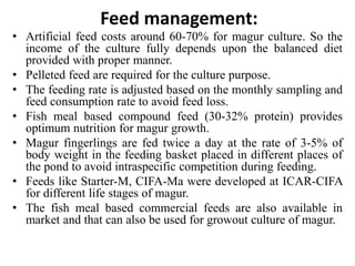 Feed management:
• Artificial feed costs around 60-70% for magur culture. So the
income of the culture fully depends upon the balanced diet
provided with proper manner.
• Pelleted feed are required for the culture purpose.
• The feeding rate is adjusted based on the monthly sampling and
feed consumption rate to avoid feed loss.
• Fish meal based compound feed (30-32% protein) provides
optimum nutrition for magur growth.
• Magur fingerlings are fed twice a day at the rate of 3-5% of
body weight in the feeding basket placed in different places of
the pond to avoid intraspecific competition during feeding.
• Feeds like Starter-M, CIFA-Ma were developed at ICAR-CIFA
for different life stages of magur.
• The fish meal based commercial feeds are also available in
market and that can also be used for growout culture of magur.
 