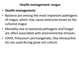 Health management: magur
• Health management:
• Bacteria are among the most important pathogens
of magur, which may cause extensive losses to the
cultured magur
• Mortality due to bacterial pathogens and fungal
are often associated with environmental stresses.
• CIFAX, Potassium permanganate, Oxy-tetracycline
etc are used during grow out culture.
 