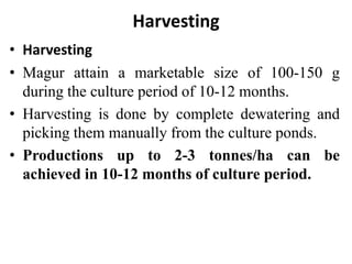 Harvesting
• Harvesting
• Magur attain a marketable size of 100-150 g
during the culture period of 10-12 months.
• Harvesting is done by complete dewatering and
picking them manually from the culture ponds.
• Productions up to 2-3 tonnes/ha can be
achieved in 10-12 months of culture period.
 