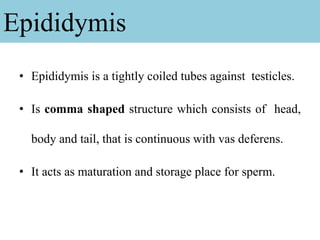 Epididymis
• Epididymis is a tightly coiled tubes against testicles.
• Is comma shaped structure which consists of head,
body and tail, that is continuous with vas deferens.
• It acts as maturation and storage place for sperm.
 