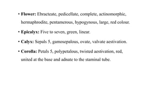 • Flower: Ebracteate, pedicellate, complete, actinomorphic,
hermaphrodite, pentamerous, hypogynous, large, red colour.
• Epicalyx: Five to seven, green, linear.
• Calyx: Sepals 5, gamosepalous, ovate, valvate aestivation.
• Corolla: Petals 5, polypetalous, twisted aestivation, red,
united at the base and adnate to the staminal tube.
 