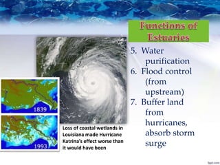 5. Water
purification
6. Flood control
(from
upstream)
7. Buffer land
from
hurricanes,
absorb storm
surge
Loss of coastal wetlands in
Louisiana made Hurricane
Katrina’s effect worse than
it would have been
 