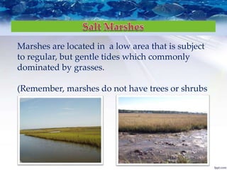 Marshes are located in a low area that is subject
to regular, but gentle tides which commonly
dominated by grasses.
(Remember, marshes do not have trees or shrubs
 