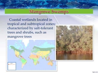 Coastal wetlands located in
tropical and subtropical zones;
characterized by salt-tolerant
trees and shrubs, such as
mangrove trees
 