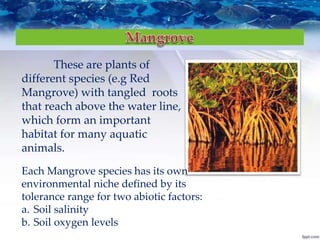 These are plants of
different species (e.g Red
Mangrove) with tangled roots
that reach above the water line,
which form an important
habitat for many aquatic
animals.
Each Mangrove species has its own
environmental niche defined by its
tolerance range for two abiotic factors:
a. Soil salinity
b. Soil oxygen levels
 