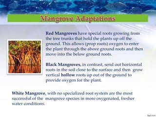 Red Mangroves have special roots growing from
the tree trunks that hold the plants up off the
ground. This allows (prop roots) oxygen to enter
the plant through the above ground roots and then
move into the below ground roots.
Black Mangroves, in contrast, send out horizontal
roots in the soil close to the surface and then grow
vertical hollow roots up out of the ground to
provide oxygen for the plant.
White Mangrove, with no specialized root system are the most
successful of the mangrove species in more oxygenated, fresher
water conditions.
 