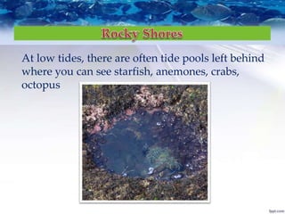 At low tides, there are often tide pools left behind
where you can see starfish, anemones, crabs,
octopus
 