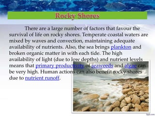 There are a large number of factors that favour the
survival of life on rocky shores. Temperate coastal waters are
mixed by waves and convection, maintaining adequate
availability of nutrients. Also, the sea brings plankton and
broken organic matter in with each tide. The high
availability of light (due to low depths) and nutrient levels
means that primary productivity of seaweeds and algae can
be very high. Human actions can also benefit rocky shores
due to nutrient runoff.
 