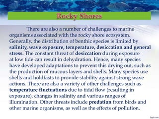 There are also a number of challenges to marine
organisms associated with the rocky shore ecosystem.
Generally, the distribution of benthic species is limited by
salinity, wave exposure, temperature, desiccation and general
stress. The constant threat of desiccation during exposure
at low tide can result in dehydration. Hence, many species
have developed adaptations to prevent this drying out, such as
the production of mucous layers and shells. Many species use
shells and holdfasts to provide stability against strong wave
actions. There are also a variety of other challenges such as
temperature fluctuations due to tidal flow (resulting in
exposure), changes in salinity and various ranges of
illumination. Other threats include predation from birds and
other marine organisms, as well as the effects of pollution.
 