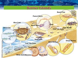 Silverside
Blue Crab
White Sand Macoma
Sand Dollar
Moon Snail
Sand piper
Mole Shrimp
Ghost Shrimp
Tiger Beetle
Beach Flee
Peanut Worm
Dwarf Olive
Clam
Hide Tide Zone
Low Tide Zone
 