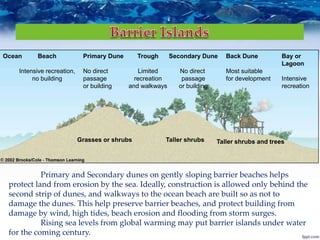 Ocean Beach
Intensive recreation,
no building
Primary Dune
No direct
passage
or building
Trough
Limited
recreation
and walkways
Secondary Dune
No direct
passage
or building
Back Dune
Most suitable
for development
Bay or
Lagoon
Intensive
recreation
Grasses or shrubs Taller shrubs Taller shrubs and trees
Primary and Secondary dunes on gently sloping barrier beaches helps
protect land from erosion by the sea. Ideally, construction is allowed only behind the
second strip of dunes, and walkways to the ocean beach are built so as not to
damage the dunes. This help preserve barrier beaches, and protect building from
damage by wind, high tides, beach erosion and flooding from storm surges.
Rising sea levels from global warming may put barrier islands under water
for the coming century.
 