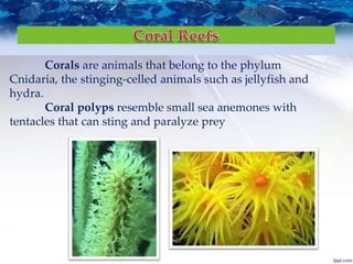 Corals are animals that belong to the phylum
Cnidaria, the stinging-celled animals such as jellyfish and
hydra.
Coral polyps resemble small sea anemones with
tentacles that can sting and paralyze prey
 