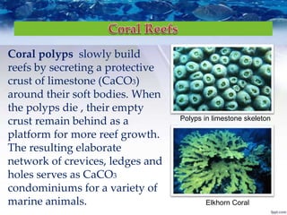 Coral polyps slowly build
reefs by secreting a protective
crust of limestone (CaCO3)
around their soft bodies. When
the polyps die , their empty
crust remain behind as a
platform for more reef growth.
The resulting elaborate
network of crevices, ledges and
holes serves as CaCO3
condominiums for a variety of
marine animals.
Polyps in limestone skeleton
Elkhorn Coral
 