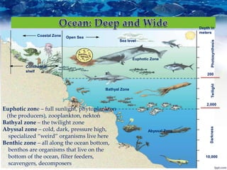 PhotosynthesisTwilightDarkness
Euphotic Zone
Bathyal Zone
Abyssal Zone
Depth in
meters
200
2,000
10,000
Open Sea
Sea level
Coastal Zone
Continental
shelf
Euphotic zone – full sunlight, phytoplankton
(the producers), zooplankton, nekton
Bathyal zone – the twilight zone
Abyssal zone – cold, dark, pressure high,
specialized “weird” organisms live here
Benthic zone – all along the ocean bottom,
benthos are organisms that live on the
bottom of the ocean, filter feeders,
scavengers, decomposers
 