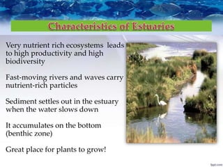 Very nutrient rich ecosystems leads
to high productivity and high
biodiversity
Fast-moving rivers and waves carry
nutrient-rich particles
Sediment settles out in the estuary
when the water slows down
It accumulates on the bottom
(benthic zone)
Great place for plants to grow!
 