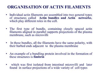 ORGANISATION OF ACTIN FILAMENTS
• Individual actin filaments are assembled into two general types
of structures called Actin bundles and Actin networks,
which play different roles in the cell.
• The first type of bundle, containing closely spaced actin
filaments aligned in parallel supports projections of the plasma
membrane, such as microvilli
• In these bundles, all the filaments have the same polarity, with
their barbed ends adjacent to the plasma membrane
• An example of a bundling protein involved in the formation of
these structures is fimbrin
• which was first isolated from intestinal microvilli and later
found in surface projections of a wide variety of cell types
 