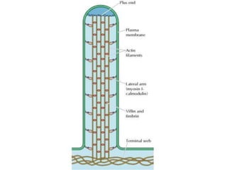 THE CYTOSKELETON