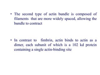 • The second type of actin bundle is composed of
filaments that are more widely spaced, allowing the
bundle to contract
• In contrast to fimbrin, actin binds to actin as a
dimer, each subunit of which is a 102 kd protein
containing a single actin-binding site
 