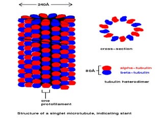 THE CYTOSKELETON