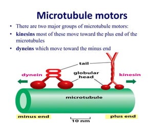 Microtubule motors
• There are two major groups of microtubule motors:
• kinesins most of these move toward the plus end of the
microtubules
• dyneins which move toward the minus end
 