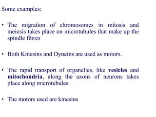 Some examples:
• The migration of chromosomes in mitosis and
meiosis takes place on microtubules that make up the
spindle fibres
• Both Kinesins and Dyneins are used as motors.
• The rapid transport of organelles, like vesicles and
mitochondria, along the axons of neurons takes
place along microtubules
• The motors used are kinesins
 