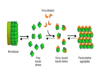 THE CYTOSKELETON