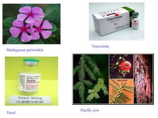 Madagascar periwinkle
Vincristine
Taxol
Pacific yew
 